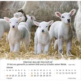 Stimmungsbild zu Ein Leben für die Schafe 2026 - Tischkalender