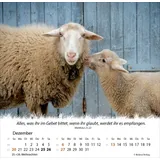 Stimmungsbild zu Ein Leben für die Schafe 2026 - Tischkalender