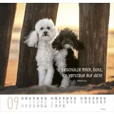 Stimmungsbild zu Beste Freunde 2026 - Posterkalender