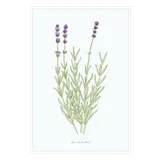 Stimmungsbild zu Kartenbox - natur-verliebt "Biene"