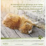 Stimmungsbild zu Katzen-Tatzen 2026 - Wandkalender