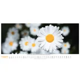 Stimmungsbild zu Life is more 2026 - Panoramakalender