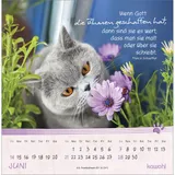 Stimmungsbild zu Kleine Katzen-Tatzen 2026 - Postkartenkalender