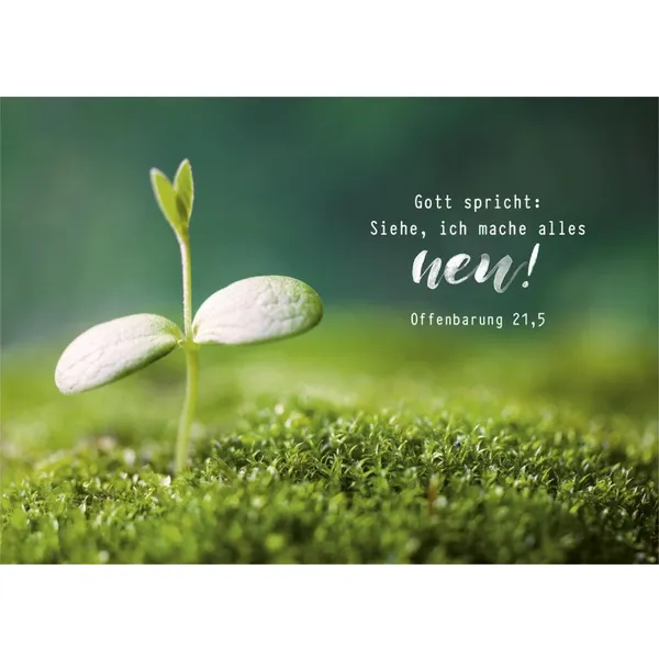 Produktbild des Artikels Jahreslosung 2026 - Poster A4 "Pflanze" ()