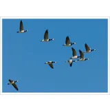 Stimmungsbild zu Frei! - Postkartenbuch