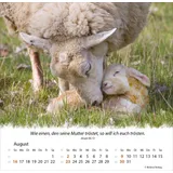 Stimmungsbild zu Ein Leben für die Schafe 2026 - Tischkalender