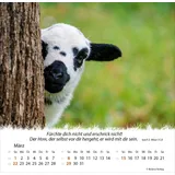 Stimmungsbild zu Ein Leben für die Schafe 2026 - Tischkalender