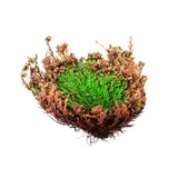 Stimmungsbild zu Wunder der Weihnacht - Rose von Jericho