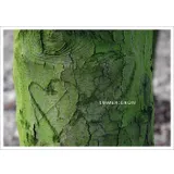 Stimmungsbild zu Postkartenbuch "TROST:REICH"