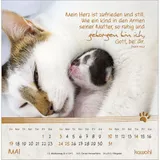 Stimmungsbild zu Kleine Katzen-Tatzen 2026 - Postkartenkalender