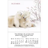 Stimmungsbild zu Ein Jahr der Geborgenheit 2026 - Minikalender