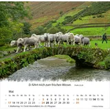 Stimmungsbild zu Ein Leben für die Schafe 2026 - Tischkalender