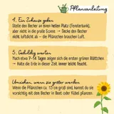 Stimmungsbild zu Pflanz-Set Kinder "Meine erste Sonnenblume"