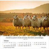 Stimmungsbild zu Ein Leben für die Schafe 2026 - Tischkalender