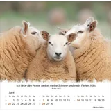 Stimmungsbild zu Ein Leben für die Schafe 2026 - Tischkalender