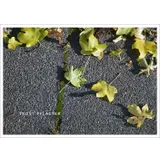 Stimmungsbild zu Postkartenbuch "TROST:REICH"