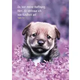 Stimmungsbild zu Postkartenbuch: Tierisch schön ist Gottes Schöpfung