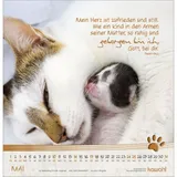 Stimmungsbild zu Katzen-Tatzen 2026 - Wandkalender