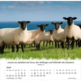 Stimmungsbild zu Ein Leben für die Schafe 2026 - Tischkalender