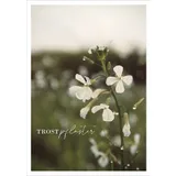 Stimmungsbild zu GastGeschenk - Postkartenset