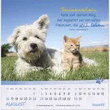 Stimmungsbild zu Kleine Katzen-Tatzen 2026 - Postkartenkalender
