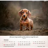 Stimmungsbild zu Hunde 2026 - Tischkalender