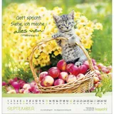 Stimmungsbild zu Katzen-Tatzen 2026 - Wandkalender