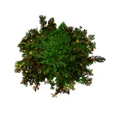 Stimmungsbild zu Wunder der Weihnacht - Rose von Jericho