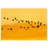 Stimmungsbild zu Frei! - Postkartenbuch