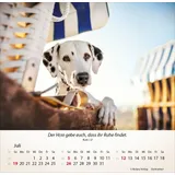 Stimmungsbild zu Hunde 2026 - Tischkalender